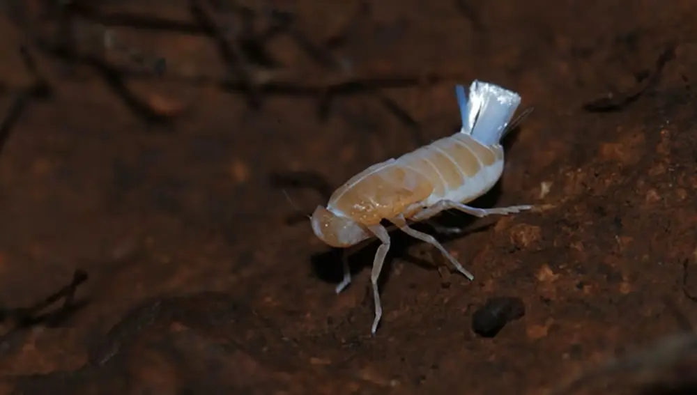 Cixius palmirandus, en La Palma
