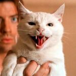 Un lindo gatito... y un joven Brendan Fraser detrás
