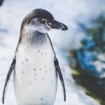 Imagen de archivo de un pingüino 