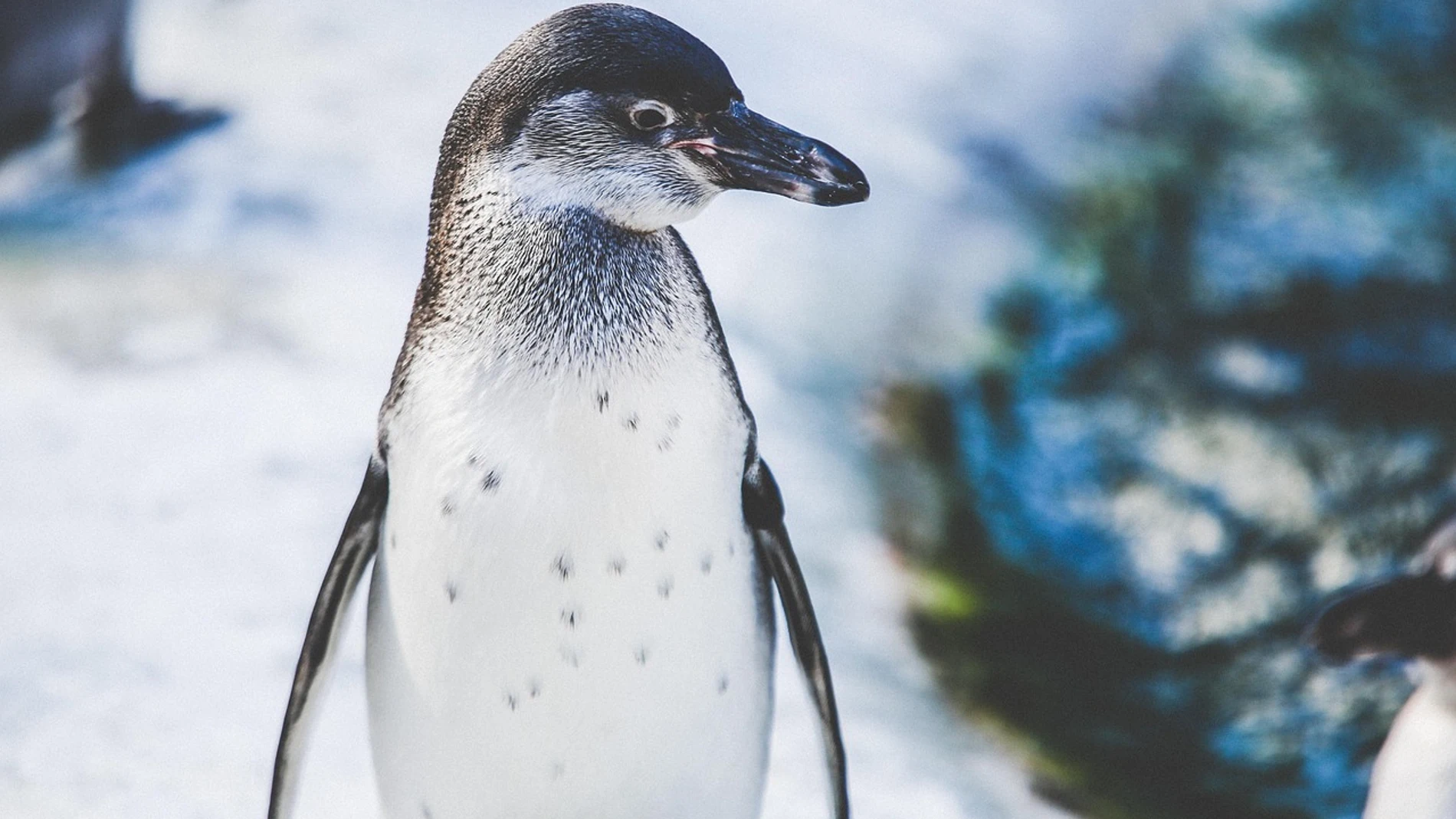 Imagen de archivo de un pingüino