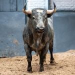 Estos son los espectaculares toros de Valdellán para la tarde de hoy en Las Ventas