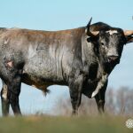 ¿Quién toreará esta tarde en Las Ventas los ejemplares santacolomeñoz de Valdellán?