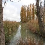 Agua.- La CHS elimina las restricciones al regadío tradicional en la UTE IV