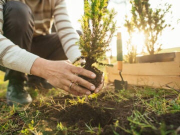 Los tres &aacute;rboles frutales ideales para plantar en abril y disfrutar en primavera 