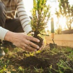 Los tres árboles frutales ideales para plantar en abril y disfrutar en primavera 