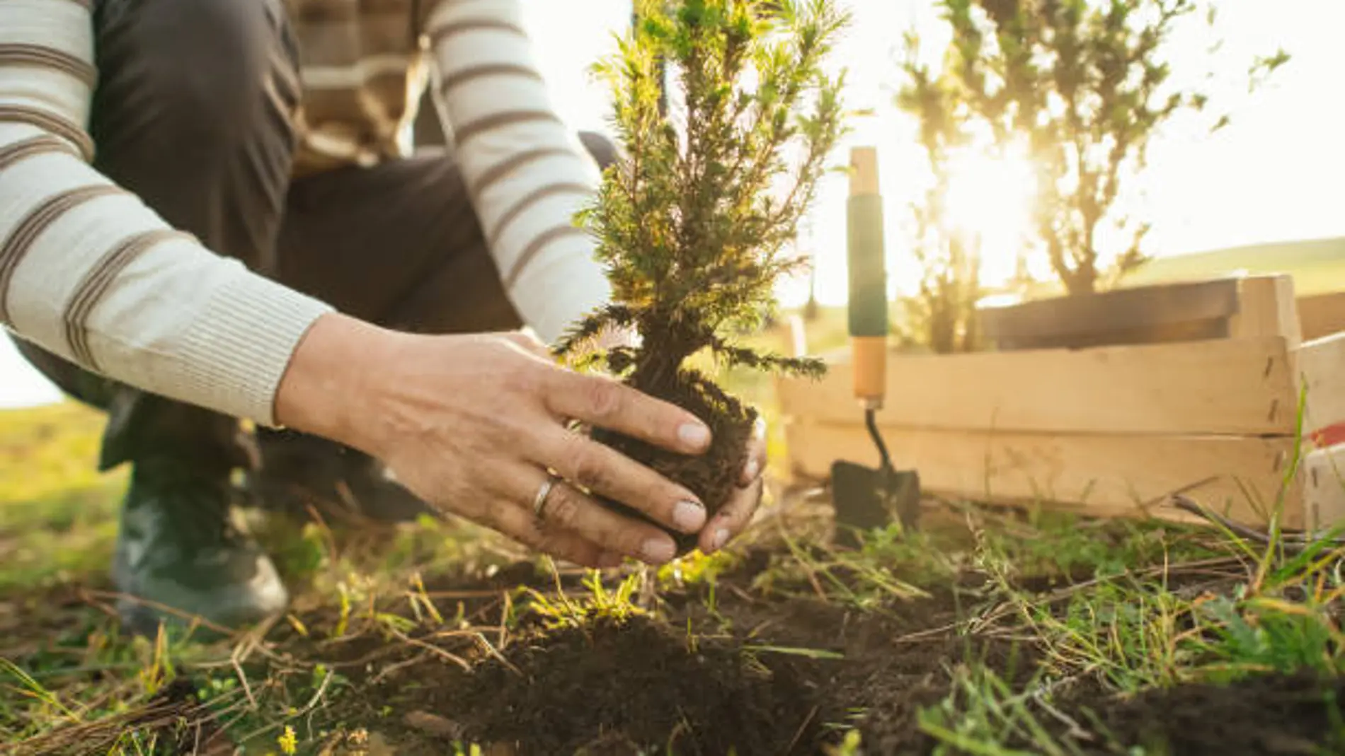 Los tres árboles frutales ideales para plantar en abril y disfrutar en primavera