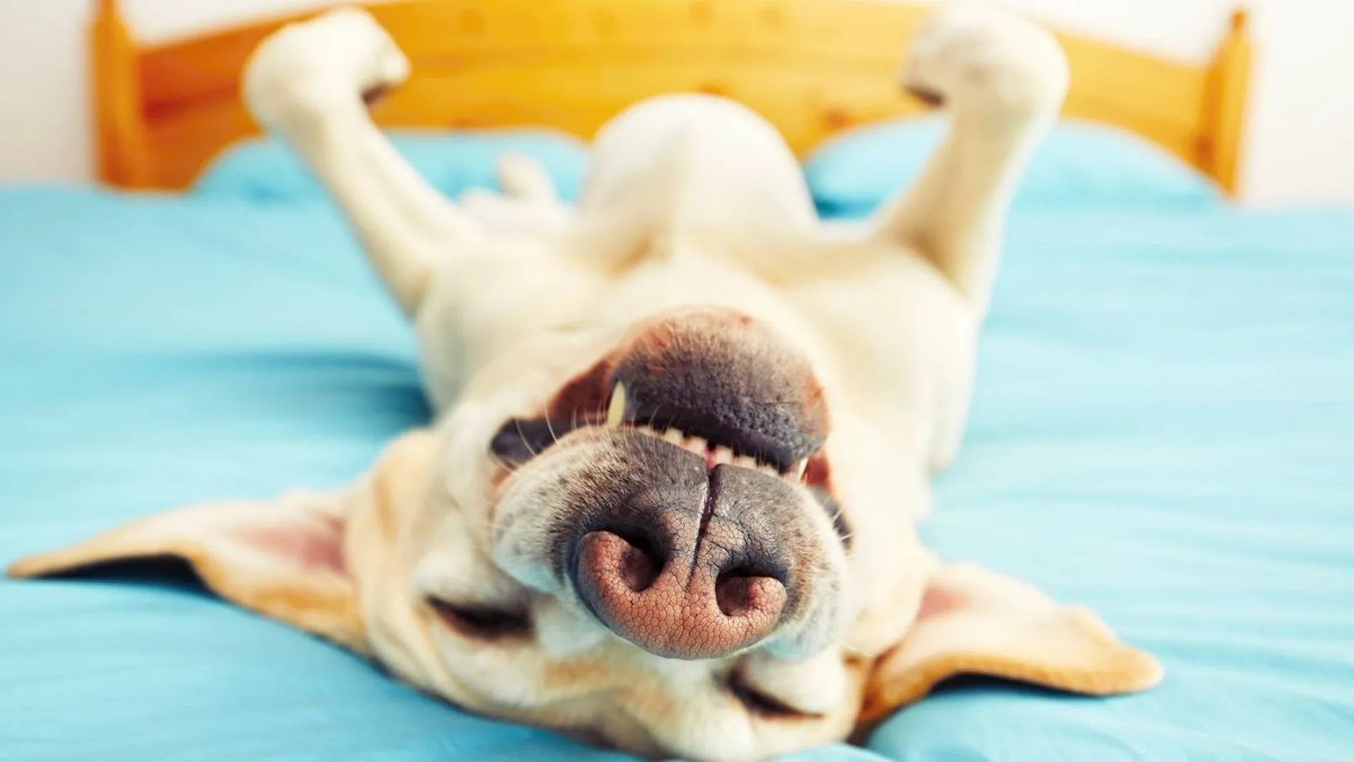 ¿Cómo duerme tu perro? Esto es lo que dice la postura de tu mascota al dormir sobre su salud