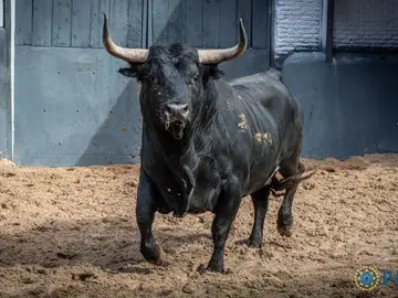 Estos son los imponentes toros de Palha para este Domingo de Resurrección en Madrid Estos son los imponentes toros de Palha para este Domingo de Resurrección en Madrid