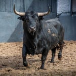 Estos son los imponentes toros de Palha para este Domingo de Resurrección en Madrid