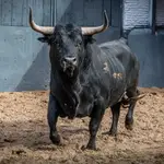 Estos son los imponentes toros de Palha para este Domingo de Resurrección en Madrid