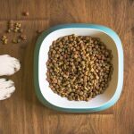 Este es el horario ideal para alimentar a tu perro, según los veterinarios