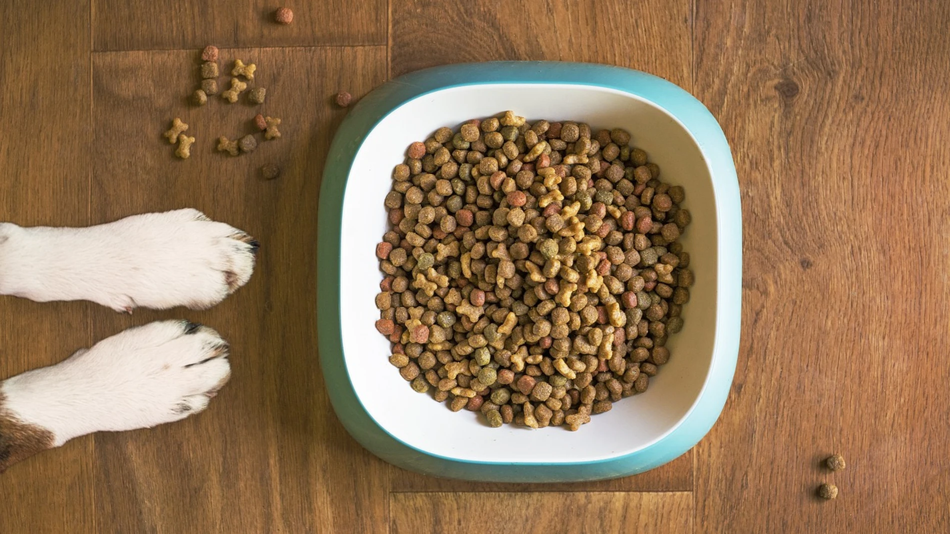 Este es el horario ideal para alimentar a tu perro, según los veterinarios