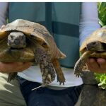 Algunas de las tortugas recuperadas