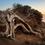 No es una leyenda: existe un bosque en España donde los árboles crecen torcidos