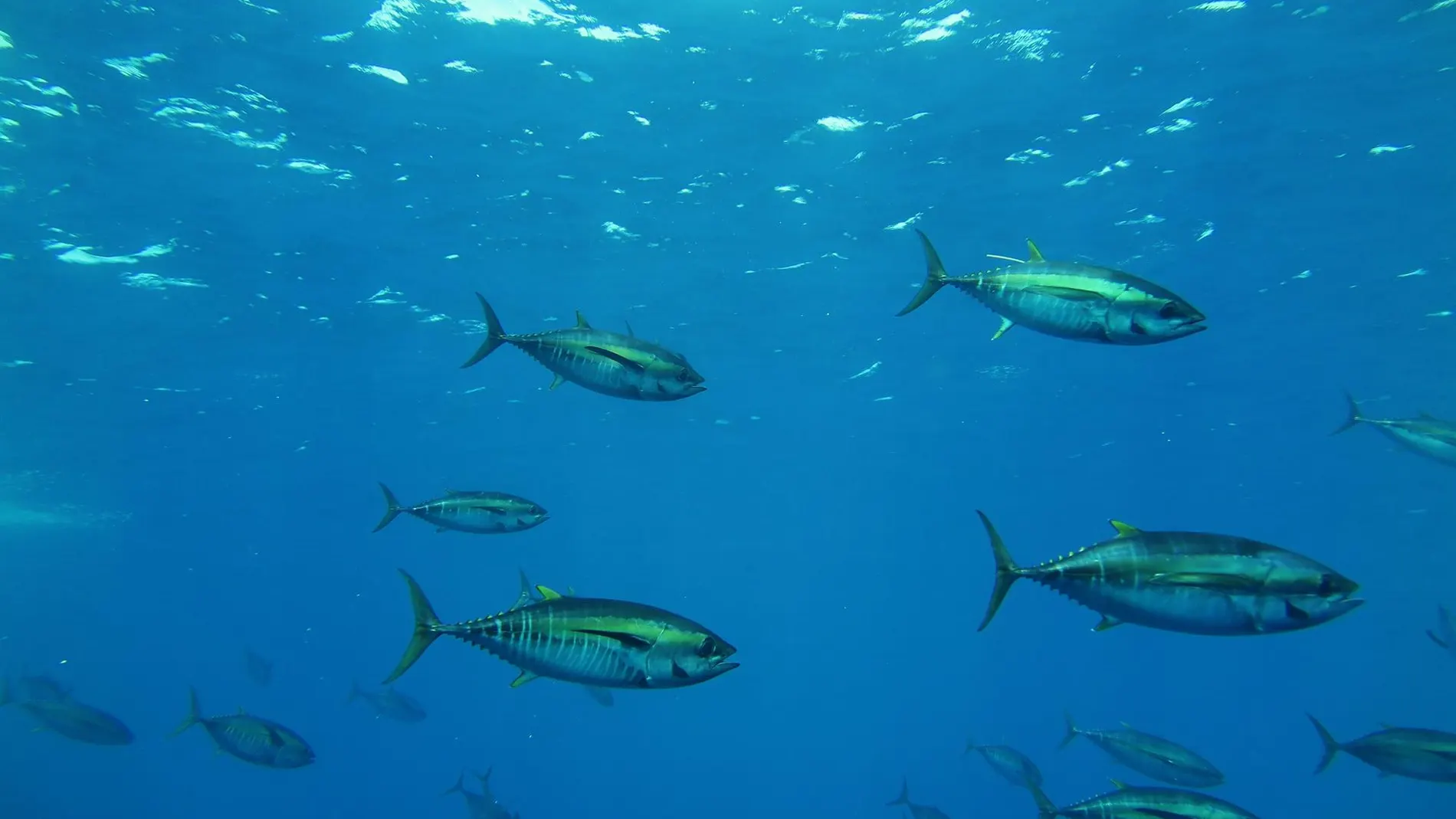 Economía/Pesca.- Ministerio y Azti analizan el estado de los hábitats en los fondos marinos del Golfo de Vizcaya