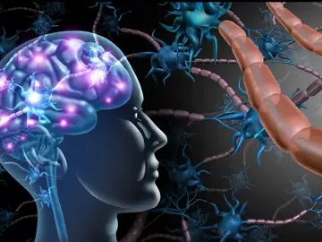El cerebro humano pasa por cinco grandes etapas El cerebro humano pasa por cinco grandes etapas