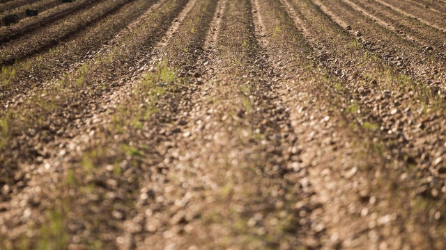 Plantación de espárragos verdes en Guadalajara