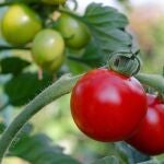 ¿Cultivar tomates en maceta o en la tierra? Preguntamos a jardineros y todos coinciden