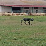 Robot de la ULE con ovejas