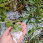 Llueve sobre mojado: el granizo vuelve a dañar a la agricultura valenciana de las zonas afectadas por la dana