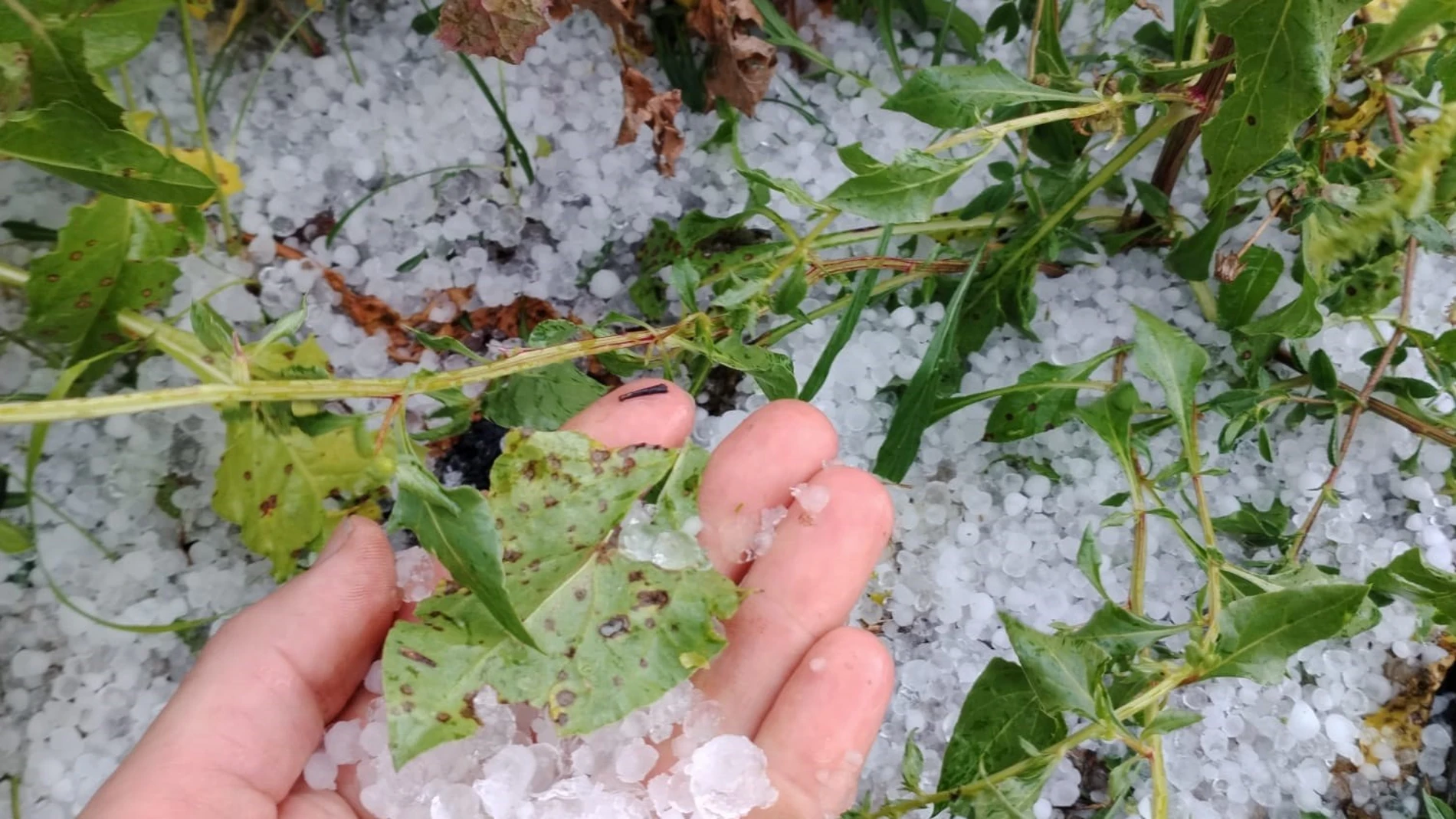 Llueve sobre mojado: el granizo vuelve a dañar a la agricultura valenciana de las zonas afectadas por la dana