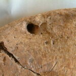 Marca de la mordedura del león en la cadera