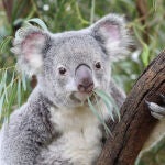 El estado australiano de Victoria sacrifica con francotiradores desde helicópteros a 750 koalas