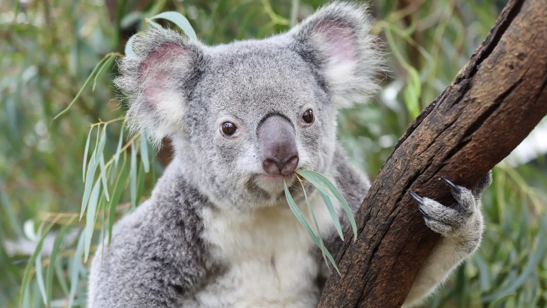 (Foto de ARCHIVO)April 16, 2021: In an adorable and unpredictable find, it has come to keepers attention at the Australian Reptile Park that koala mother, Molly (13) and daughter, Maddie (6) are both pregnant with confirmed joeys in their pouches to affirm the successful kickoff of the parks conservation breeding program...Not only is it exciting to have the confirmation of the first joeys of the season inside the pouches, but keepers were also ecstatic to see that both the koalas are pregn...
