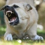 ¿Puedo darle una patada a un perro que me intente morder aunque vaya con el dueño y atado? Esto dice la ley