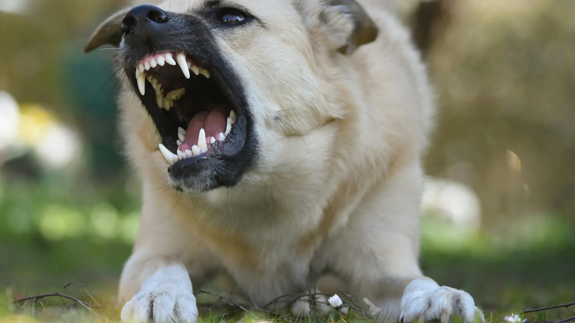 ¿Puedo darle una patada a un perro que me intente morder aunque vaya con el dueño y atado? Esto dice la ley
