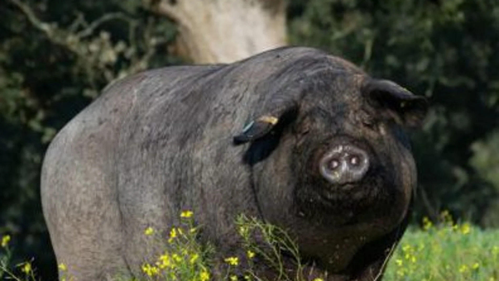 El Grupo Operativo IBERVAL aborda la valorización integral y sostenible de los coproductos y subproductos del cerdo ibérico