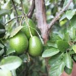 ¿Es posible cultivar con éxito un árbol de aguacate en el jardín y cosechar aguacates?