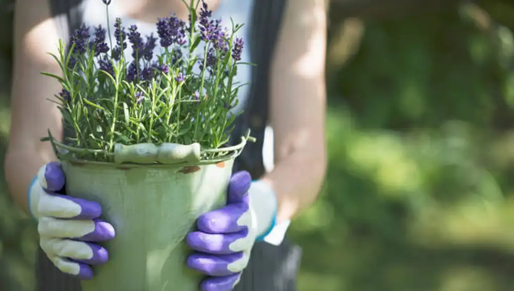 Lavanda