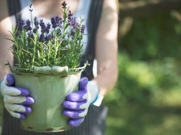 Podar lavanda: &iquest;cu&aacute;ndo es el momento adecuado?