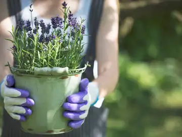Podar lavanda: ¿cuándo es el momento adecuado? Podar lavanda: ¿cuándo es el momento adecuado?