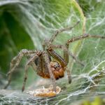 Uno de los arbustos más comunes y decorativos de los jardines atrae a las arañas