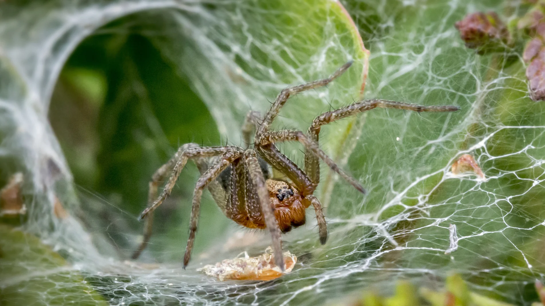 Uno de los arbustos más comunes y decorativos de los jardines atrae a las arañas
