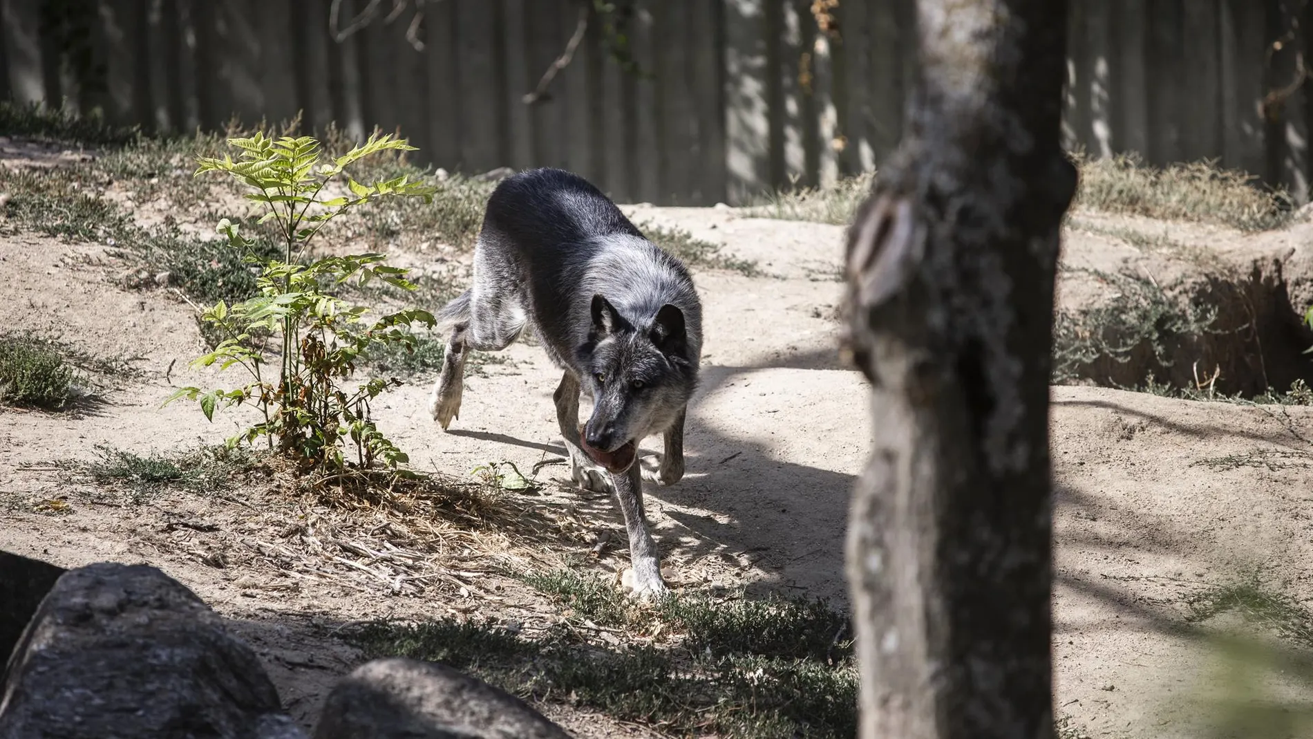 WWF estudia recurrir los planes de caza del lobo en Asturias y Galicia y pedirá a MITECO recurrir la Ley de Desperdicio