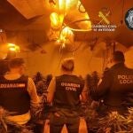 Agentes en una plantación indoor de marihuana de la provincia de Guadalajara
