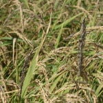 El arroz de la Albufera en peligro: se cancelan los vuelos de fitosanitarios por las trabas