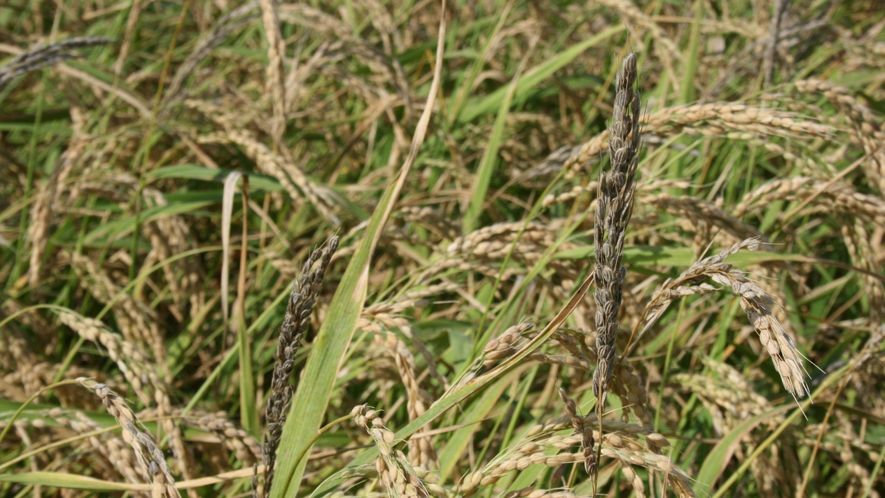 Los agricultores prevén efectos negativos de las lluvias en el cultivo de arroz y hortalizas