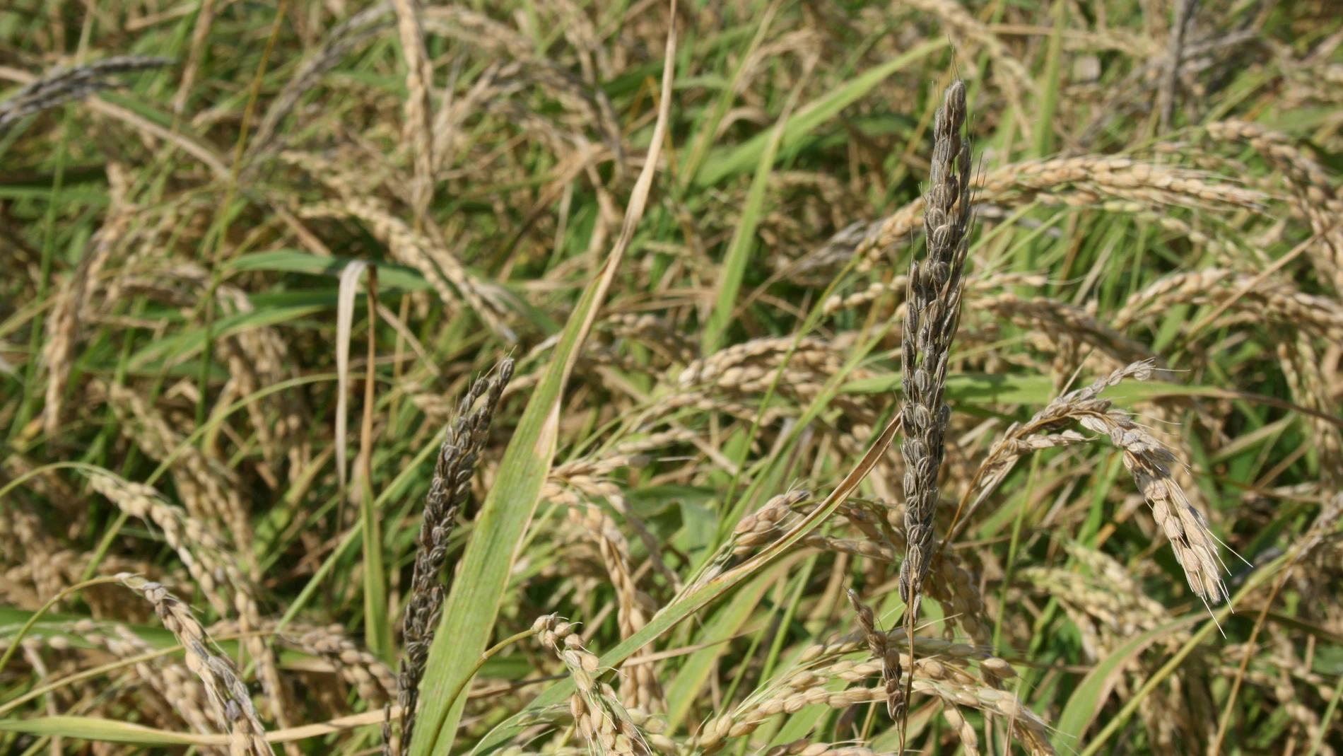 El arroz de la Albufera en peligro: se cancelan los vuelos de fitosanitarios por las trabas