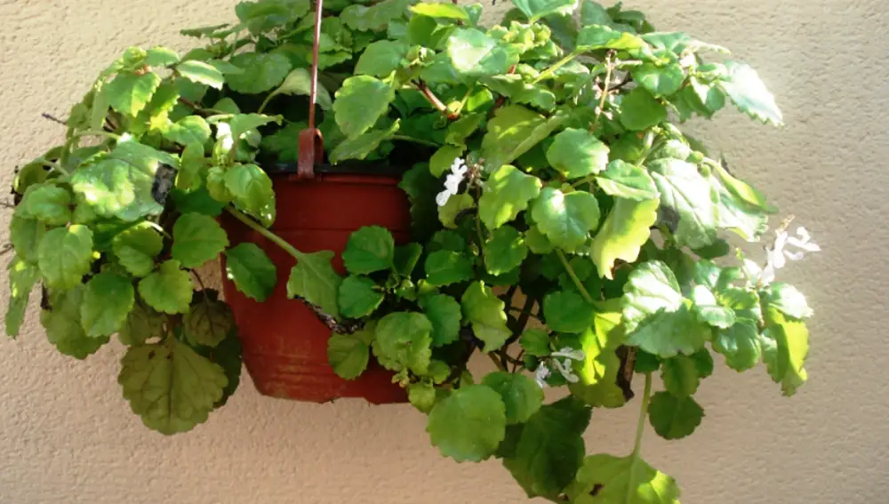 Planta del dinero