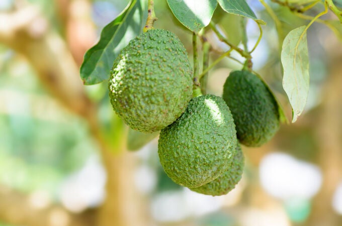 Aguacate