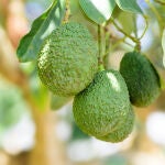 Aguacate
