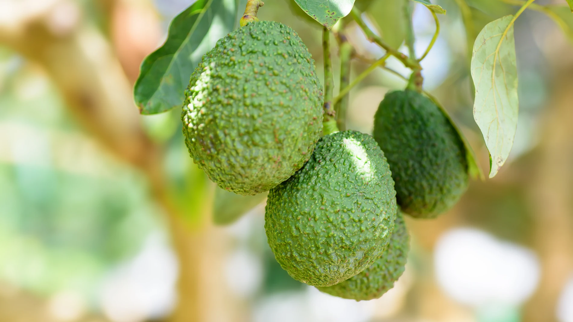 Aguacate