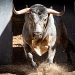 Estos son los toros que ningún torero quieres ver en Las Ventas y que serán lidiados esta tarde