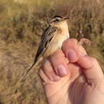 Una especie de Carricerín Cejudo