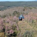 Vista de un sector del bosque sostenible en proceso. El vehículo de la empresa Talher se emplea en las labores de preparación del terreno.