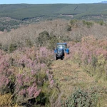 Vista de un sector del bosque sostenible en proceso. El vehículo de la empresa Talher se emplea en las labores de preparación del terreno.